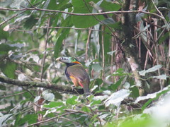 Selenidera maculirostris