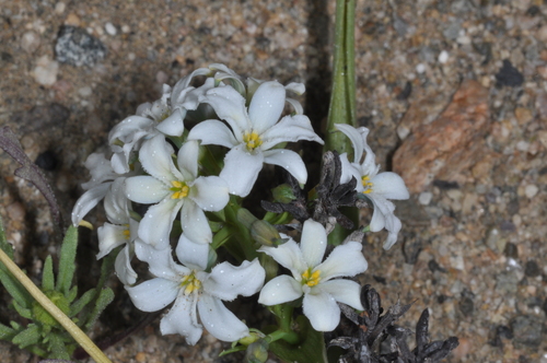 Zephyra compacta (Zephyra compacta)