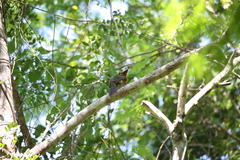 Selenidera maculirostris