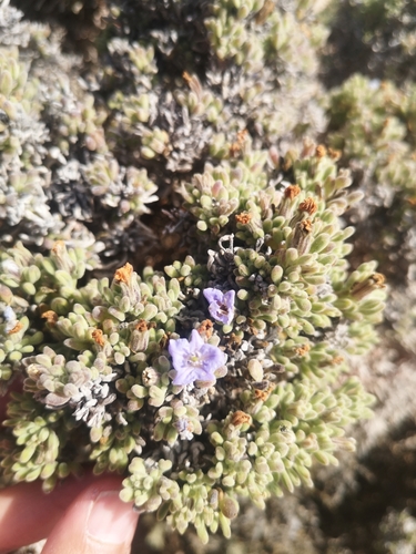 Nolana salsoloides