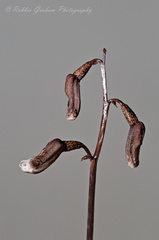 Gastrodia minor