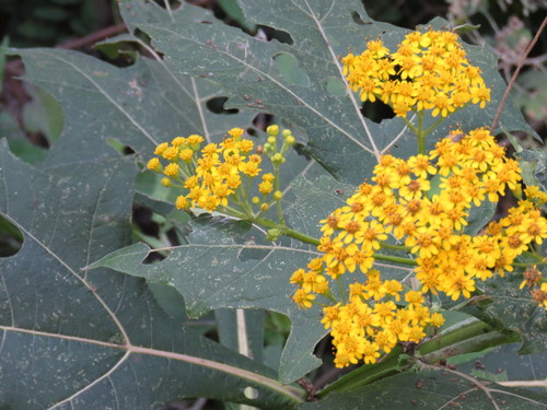 Verbesina fastigiata