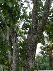 Hevea brasiliensis