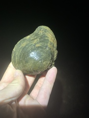 Unionoidea