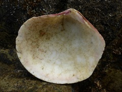 Semele decisa