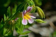 Erythranthe erubescens