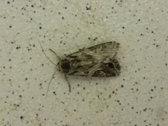 Spodoptera ornithogalli