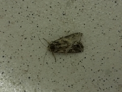 Spodoptera ornithogalli