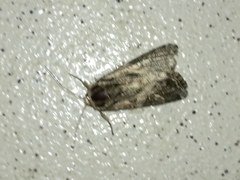 Spodoptera ornithogalli