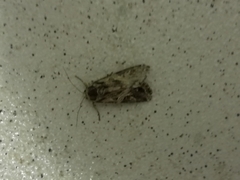 Spodoptera ornithogalli