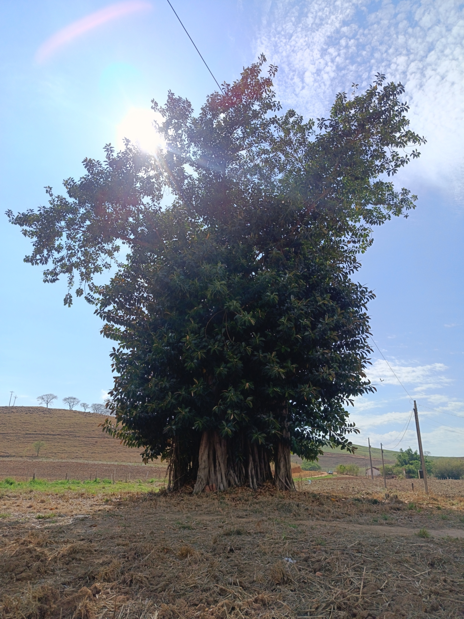 Ficus elastica