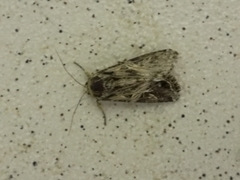 Spodoptera ornithogalli