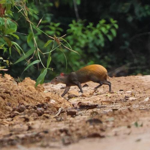 Red-rumped Agouti