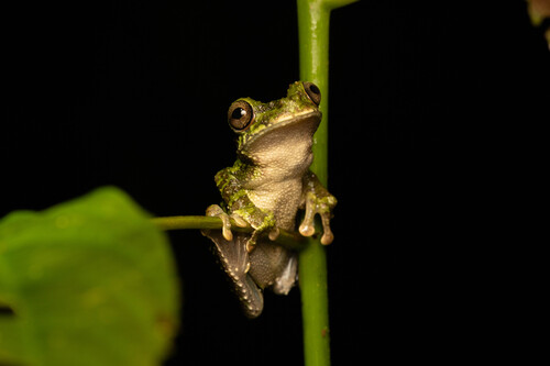 Forest Bromeliad Treefrog, Osteocephalus cabrerai