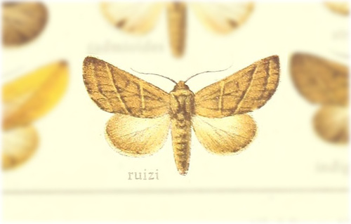 Hemiceras ruizi