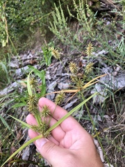Cyperus lancastriensis