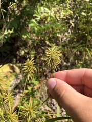 Cyperus lancastriensis