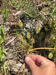 Cyperus lancastriensis