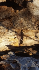 Phyllodactylus nocticolus