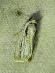 Sympistis badistriga