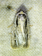 Sympistis badistriga