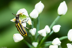 Astylus forcipatus