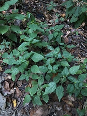 Acalypha deamii