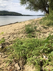 Paspalum repens