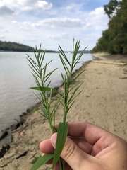 Paspalum repens