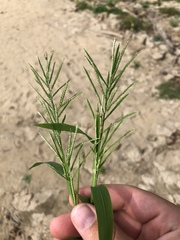 Paspalum repens