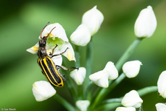 Astylus forcipatus