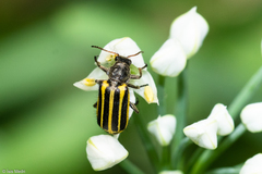 Astylus forcipatus