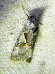 Syngrapha epigaea