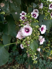 Ipomoea staphylina