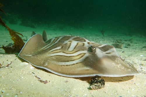 Banjo Ray, photo 6 of 10