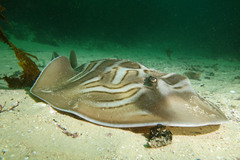 Banjo Shark photo 2