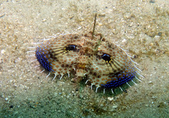 Dactyloptena orientalis