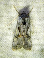 Syngrapha epigaea