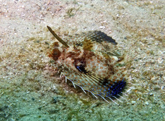 Dactyloptena orientalis