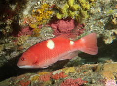 Foxfish photo 3