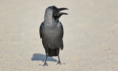 Corvus splendens