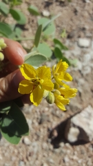 Senna confinis