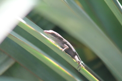 Anolis carolinensis