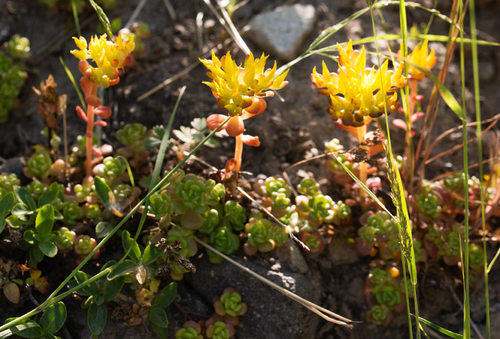 Sedum oreganum var. tenue