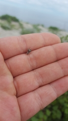 Metaphidippus