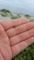 Metaphidippus