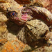Goblinfish - Photo (c) Marine Explorer (Dr John Turnbull), some rights reserved (CC BY-NC-SA)