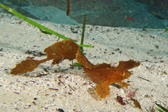 Cristiceps aurantiacus