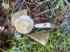 Russula