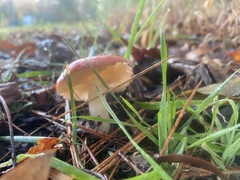 Russula